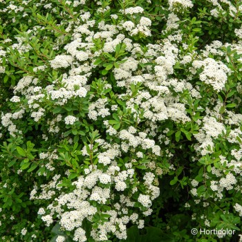 SPIRAEA nipponica Snowmound
