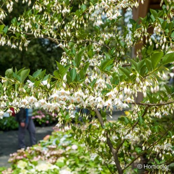 STYRAX japonica