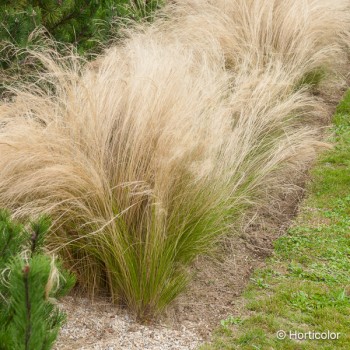 STIPA tenuifolia