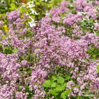 SYRINGA x bloomerang Dark purple