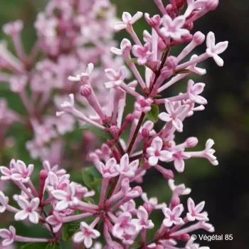 SYRINGA x bloomerang Pink perfume