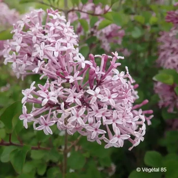 SYRINGA microphylla Red pixie