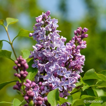 SYRINGA vulgaris Président grévy
