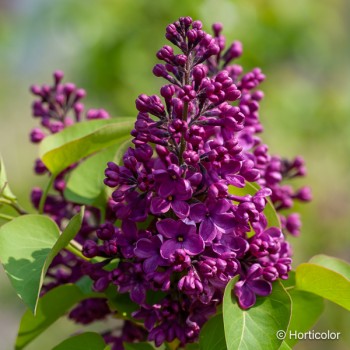 SYRINGA vulgaris Souvenir de louis spaeth