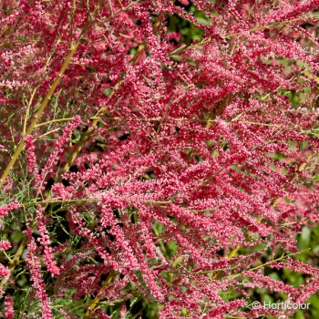 TAMARIX odessana Rubra