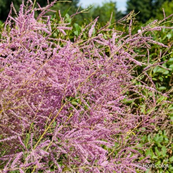 TAMARIX ramosissima Pink cascade (été)
