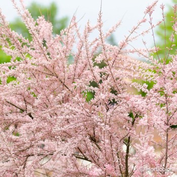 TAMARIX tetrandra = africana