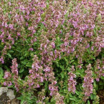 TEUCRIUM chamaedrys