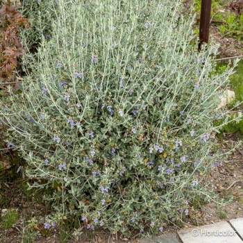 TEUCRIUM fruticans
