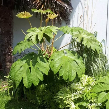 TETRAPANAX papyrifera Rex