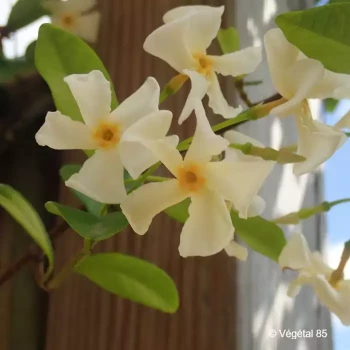 TRACHELOSPERMUM asiaticum