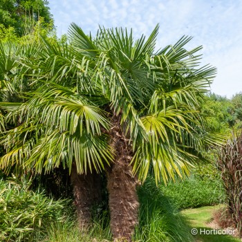 TRACHYCARPUS fortunei
