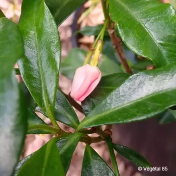 TRACHELOSPERMUM jasminoïdes Pink showers