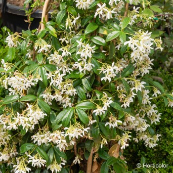 TRACHELOSPERMUM jasminoïdes