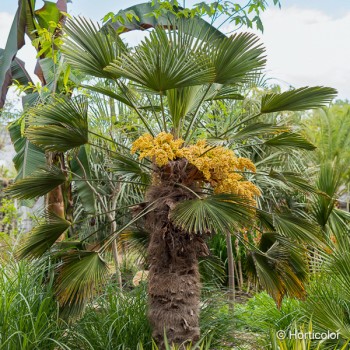 TRACHYCARPUS wagnerianus