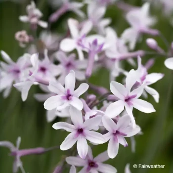 TULBAGHIA Purple eye