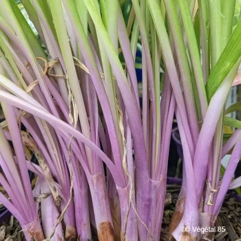 TULBAGHIA violacea Flamingo