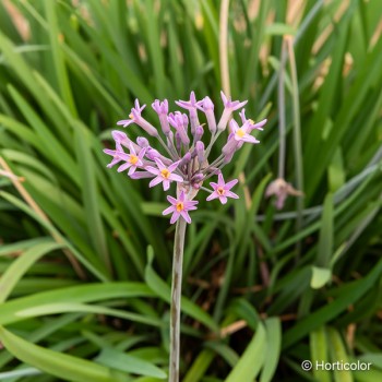 TULBAGHIA violacea Himba