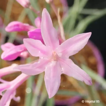 TULBAGHIA violacea Silver lace
