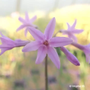 TULBAGHIA violacea