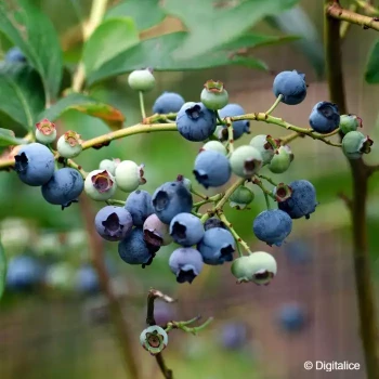 VACCINIUM corymbosum Berkeley