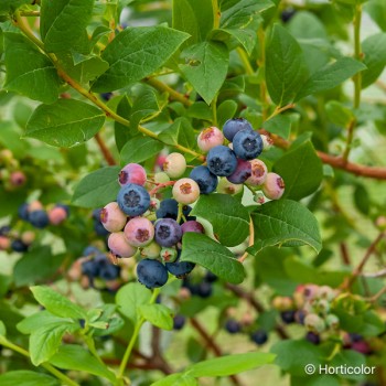 VACCINIUM corymbosum Estive