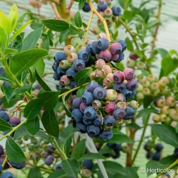 VACCINIUM corymbosum Ivanhoe