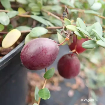 VACCINIUM macrocarpon Pilgrim