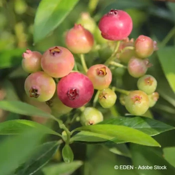 VACCINIUM Pink lemonade