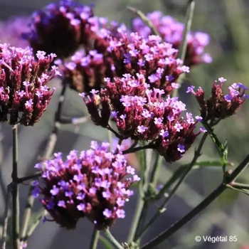 VERBENA bonariensis Lollipop