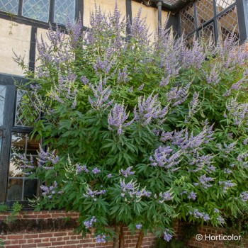 VITEX agnus castus Latifolia