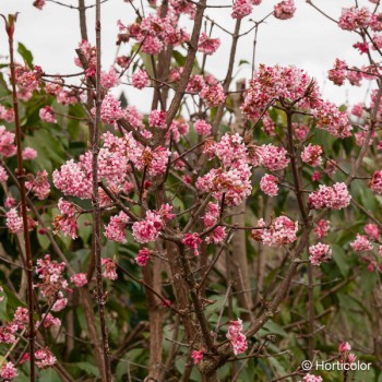 VIBURNUM bodnantense Dawn