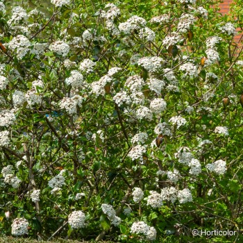 VIBURNUM burkwoodii