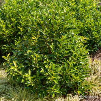 VIBURNUM odoratissimum