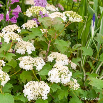 VIBURNUM opulus Compactum