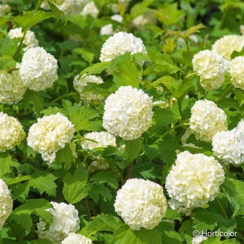 VIBURNUM opulus Roseum