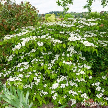 VIBURNUM plicatum Lanarth