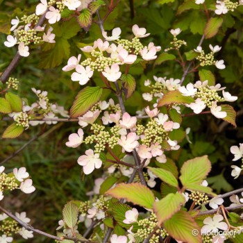VIBURNUM plicatum Pink beauty