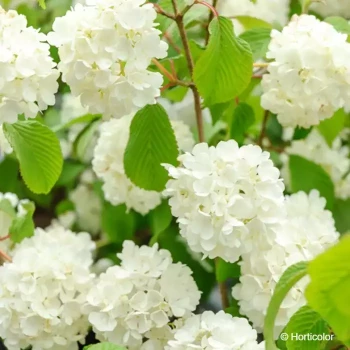 VIBURNUM plicatum Pop corn