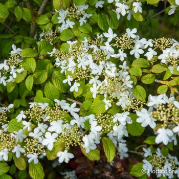 VIBURNUM plicatum Summer snowflake