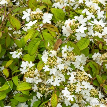 VIBURNUM plicatum Watanabe