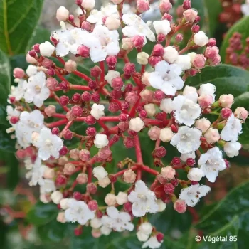 VIBURNUM tinus Quimper