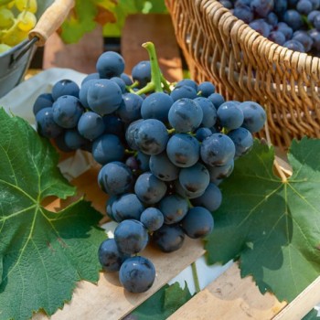 VITIS vinifera Alphonse lavallée