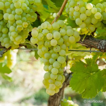 VITIS vinifera Chasselas