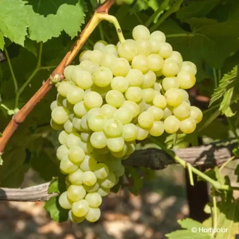 VITIS vinifera Exalta