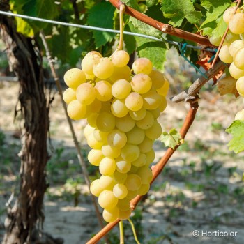 VITIS vinifera Italia