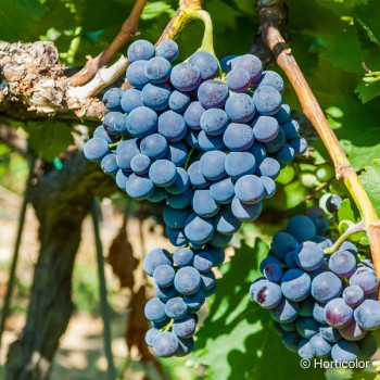 VITIS vinifera Muscat de hambourg
