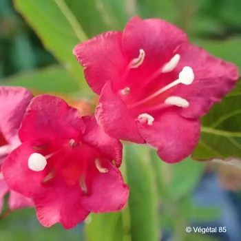 WEIGELIA Bristol ruby