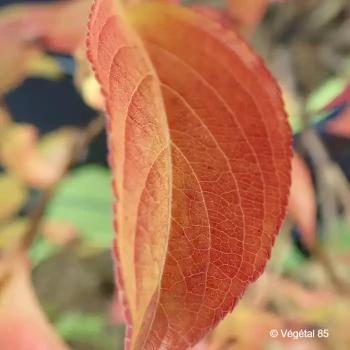 WEIGELIA florida Marjorie