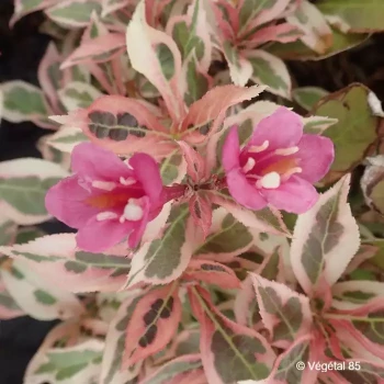 WEIGELIA florida Monet